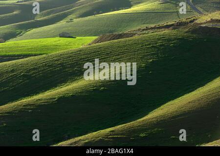 Collines vallonnées couvertes de champs de blé vert le soir en Sicile Banque D'Images