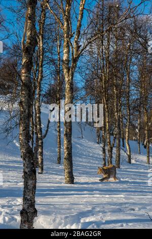 Un lynx eurasien (Lynx lynx) marche dans la neige dans un parc animalier du nord de la Norvège. Banque D'Images