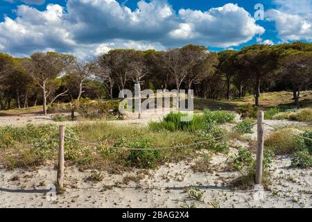 Dunes dans une petite forêt de pins sur la plage en Sardaigne, Italie Banque D'Images