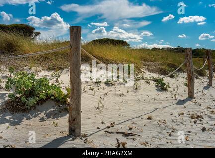 Dunes dans une petite forêt de pins sur la plage en Sardaigne, Italie Banque D'Images