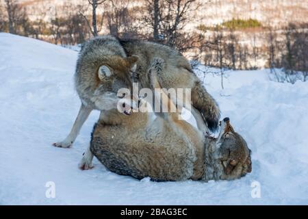 Loups gris (Canis lupus) dans la neige qui se battent l'un avec l'autre dans un parc animalier du nord de la Norvège. Banque D'Images