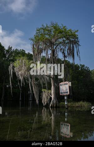 Vitesse de ralenti pas de signe de réveil sous l'arbre de cyprès drapé dans la mousse espagnole. Le long de la rivière Rainbow à Dunnellon, en Floride. Comté de Marion, Floride. Un printemps pittoresque f Banque D'Images