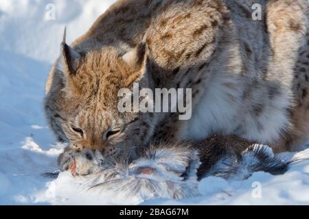 Un lynx eurasien (Lynx lynx) se nourrit des restes d'un orignal dans la neige dans un parc animalier du nord de la Norvège. Banque D'Images