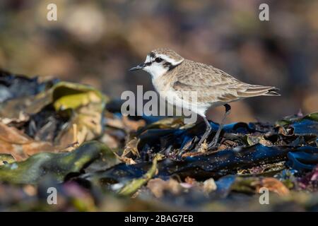 Le Pluvier de Kittlitz, (Charadrius pecuarius), vue latérale d'un adulte debout sur l'algue, le Cap occidental, Afrique du Sud Banque D'Images