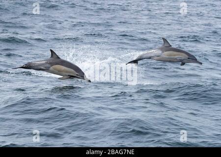 Dauphin commun à bec long (Delphinus capensis), deux individus sautant hors de l'eau, le Cap occidental, Afrique du Sud Banque D'Images