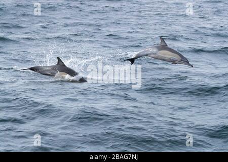 Dauphin commun à bec long (Delphinus capensis), deux individus sautant hors de l'eau, le Cap occidental, Afrique du Sud Banque D'Images