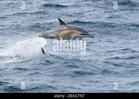 Dauphin commun à bec long (Delphinus capensis), saut individuel hors de l'eau, Cap occidental, Afrique du Sud Banque D'Images