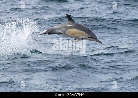 Dauphin commun à bec long (Delphinus capensis), saut individuel hors de l'eau, Cap occidental, Afrique du Sud Banque D'Images