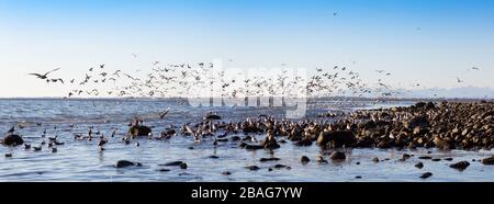 Vue panoramique sur une grande écluse d'oiseaux, des mouettes, sur la côte de l'océan Pacifique Rocky pendant une journée hivernale ensoleillée. Prise à White Rock, Vancouver, Brit Banque D'Images