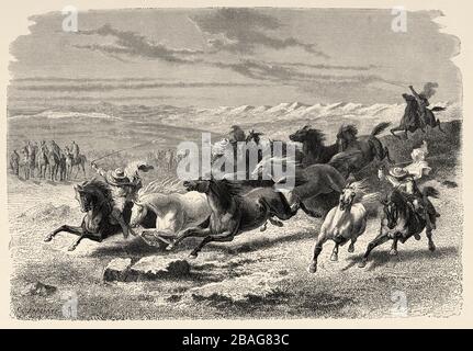 Les gauchos argentins arrondissant les chevaux sauvages à Lauramarca, au Pérou. Amérique du Sud. Voyage dans la vallée des Quinas par Paul Marcoy. Ancienne gravure El Mund Banque D'Images