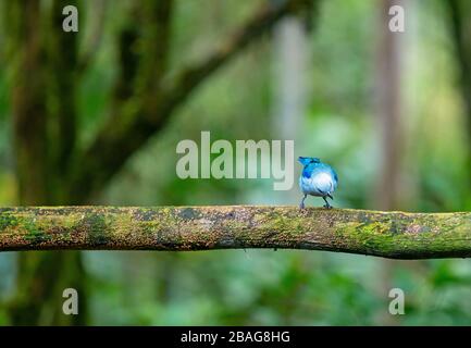 Un Tanager gris bleu (Thraumis épiscopus) de la famille Thraupidae perché sur une branche, forêt amazonienne, Équateur. Banque D'Images