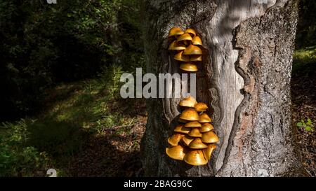 Champignons d'arbre sur un tronc d'arbre à la lumière du soleil Banque D'Images