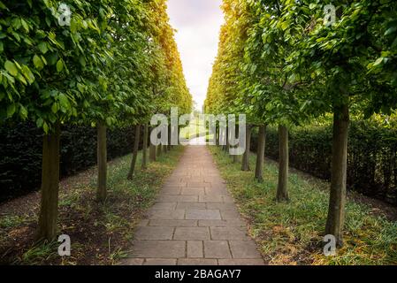 Pied étroit bordée d'arbres et de haies des deux côtés dans un parc public le printemps Banque D'Images