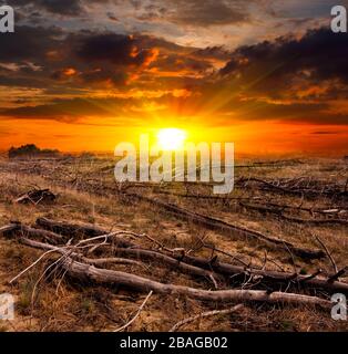 coucher de soleil sur les vieux arbres morts sur la prairie Banque D'Images
