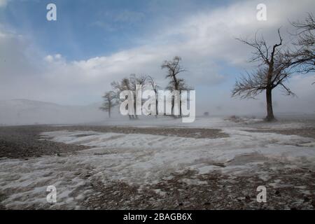 Arbres neige brouillard steppe de l'Altaï Banque D'Images