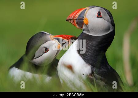 Une paire de Puffins de l'Atlantique adultes (Fratercula arctica) embrassant ou allaillant dans une colonie en Ecosse, Grande-Bretagne, Royaume-Uni Banque D'Images