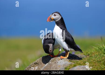 Une paire de Puffin atlantique adulte (Fratercula arctica) dans une colonie de reproduction en Écosse, en Grande-Bretagne, au Royaume-Uni Banque D'Images