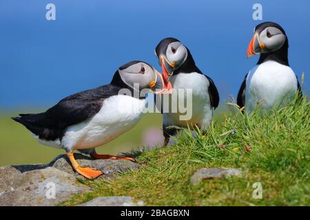 Une paire de Puffins de l'Atlantique adultes (Fratercula arctica) embrassant ou allaillant dans une colonie en Ecosse, Grande-Bretagne, Royaume-Uni Banque D'Images