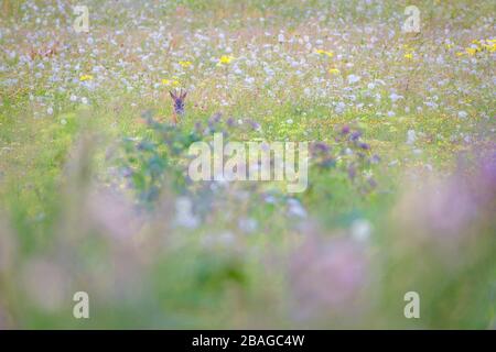 Cerf de Virginie (Capreolus capreolus) dans la prairie d'été. Delta de Nemunas. Lituanie. Banque D'Images