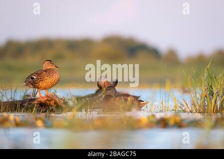 Les mallards (Anas platyrhynchos), les mâles et les femelles se reposent et se prélament des plumes. Delta de Nemunas. Lituanie. Banque D'Images