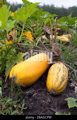 Belles citrouilles sur le jardin de légumes Banque D'Images