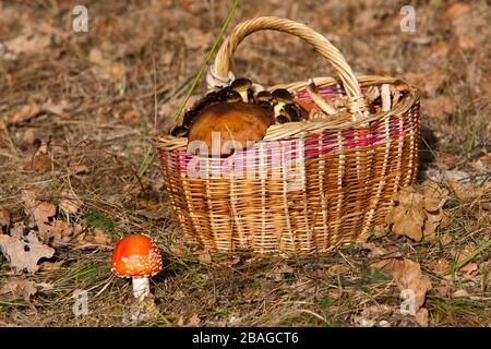 panier de champignons dans la forêt et l'agaric de mouche Banque D'Images