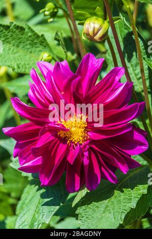 Dahlia dans Butchart Gardens, Victoria (Colombie-Britannique), Canada. Banque D'Images