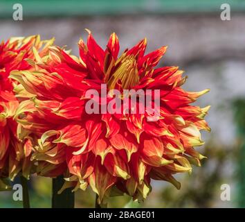 Dahlia dans Butchart Gardens, Victoria (Colombie-Britannique), Canada. Banque D'Images