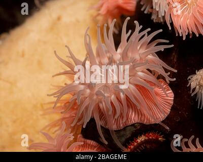 L'anémone de mer (Epiactis prolifera) à rayures roses colorées provenant des eaux marines peu profondes de la Colombie-Britannique, Banque D'Images