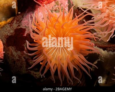 Anemone de mer rouge et rose coloré (Epiactis prolifera) des eaux marines peu profondes de la Colombie-Britannique, gros plan du disque oral et de la bouche Banque D'Images