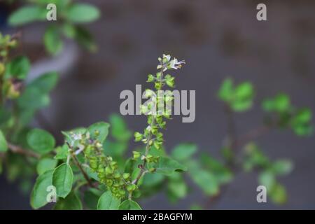 Indian Tulsi ou Ocimum tenuiflorum ou fleur de basilic Saint , plante ayurvédique Saint basilic clôture de la fleur de Tulsi Banque D'Images