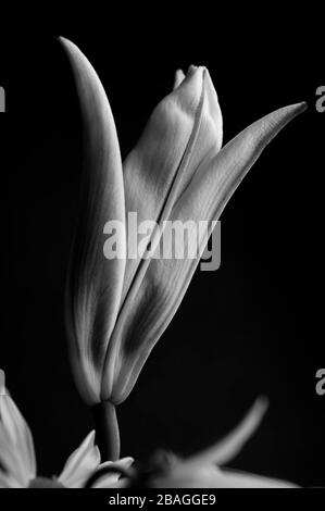 Gros plan sur le bourgeons de nénuphars Stargazer sur le bord de l'image intérieure en fleurs avec lumière chaude de fenêtre. Banque D'Images