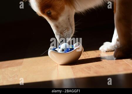 Un chiot arrache une tasse de marbres en verre à l'ancienne sur un sol en bois. Soleil et ombre. Humour Banque D'Images