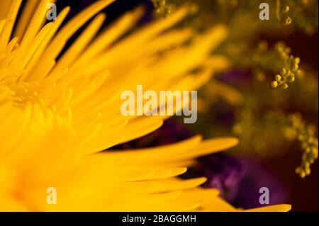 Fleurs multicolores, y compris mamans, chrysanthèmes, œillets Banque D'Images