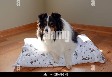 Un chien de Sheepdog (sheltie) tricolore posé sur un oreiller dans un endroit ensoleillé. Banque D'Images