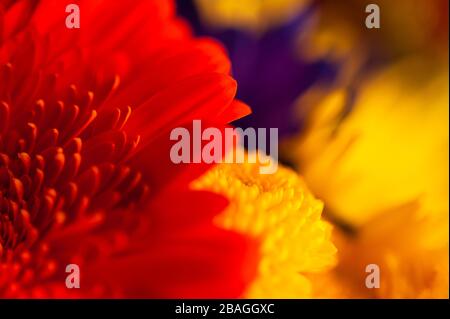 Fleurs multicolores, y compris mamans, chrysanthèmes, œillets Banque D'Images