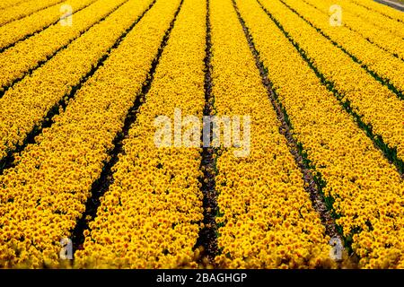 Vue générale des fleurs à l'intérieur du parc floral de Keukenhof. Le parc de fleurs touristiques de Keukenhof ne sera plus ouvert cette année en raison de la crise du coronavirus de COVID-19. Banque D'Images