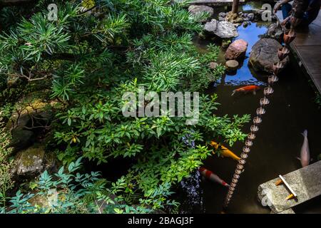 Le petit étang avec des carpes colorés à Nomura Samurai maison jardin à Kanazawa, Japon Banque D'Images