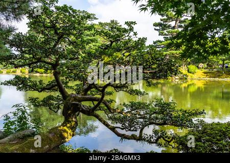 Vue panoramique sur le jardin de Kenrokuen à Kanazawa avec un arbre incurvé sur la rive de l'étang de Kasumi, au Japon Banque D'Images