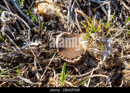 Chardon carliné sans Stemless Carlina acaulis vue du bas des fleurs au début du printemps, Sopron, Hongrie Banque D'Images