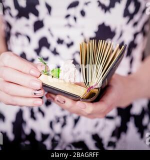 Mains féminines tenant un vieux livre ouvert et fleur de carnation rose sur un fond blanc noir Banque D'Images