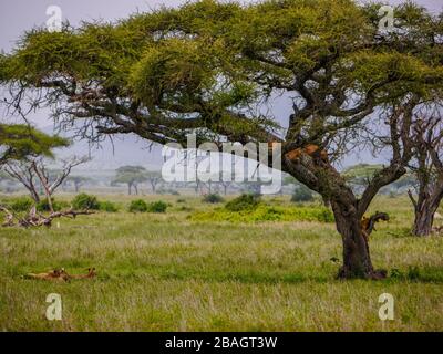 Immense fierté des lions (Panthera leo) se détendre dans et sous un arbre en acacia, les oursons essayent d'escalader ou de dormir dans l'ombre Banque D'Images