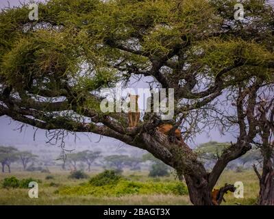 Lioness (Panthera leo) debout sur une branche d'un arbre d'acacia, d'autres sont relaxants dans l'ombre Banque D'Images