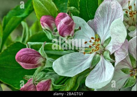 Gros plan de fleurs de pomme 'alus domestica', Californie. Banque D'Images