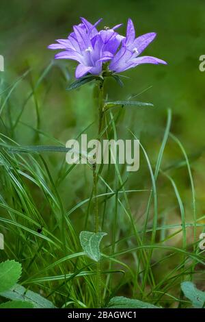 Bellflower en cluster, Dane's-sang (Campanula glomerata), la floraison, l'Autriche, le Tyrol Banque D'Images