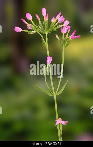 Centaure commune, centaure européenne, herbe amère (Centaurium erythraea, erythraea centaurium, Centaurium moins, Centaurium umbellatum), inflorescence, Allemagne, Bavière, Murnauer Moos Banque D'Images