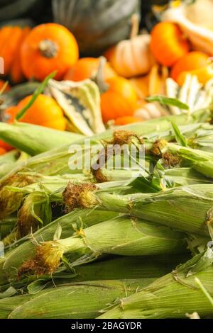 Une récolte abondante de maïs doux, de citrouilles et de courges à vendre sur le marché agricole local. Banque D'Images