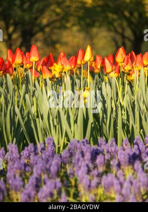 Un jardin de tulipes succulents qui poussent dans le parc, entouré de fleurs de printemps violets et violettes. Banque D'Images