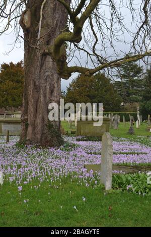 Fleurs violettes de crocus à la base d'un arbre dans un cimetière : pierres tombes et pierres tombes, branches d'hiver sans feuilles et petites fleurs de lilas Banque D'Images