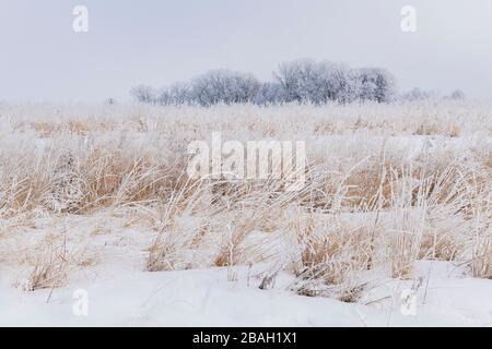 Le givre (givre rime) couvrant les graminées des prairies, hiver, milieu-ouest des États-Unis, par Dominique Braud/Dembinsky photo Assoc Banque D'Images